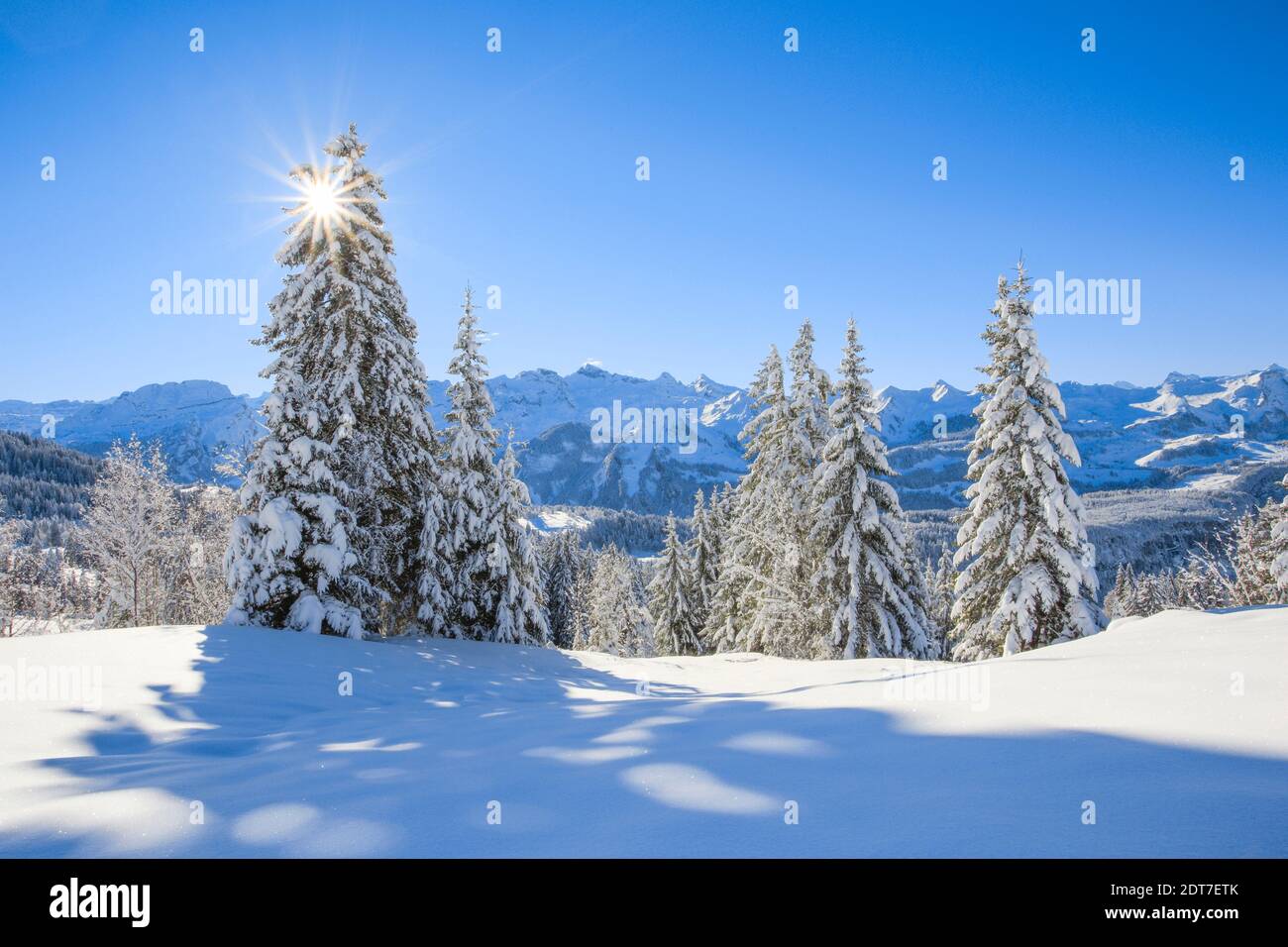 Norway spruce (Picea abies), winter in the Suisse Alps, Switzerland, Bernese Alps Stock Photo