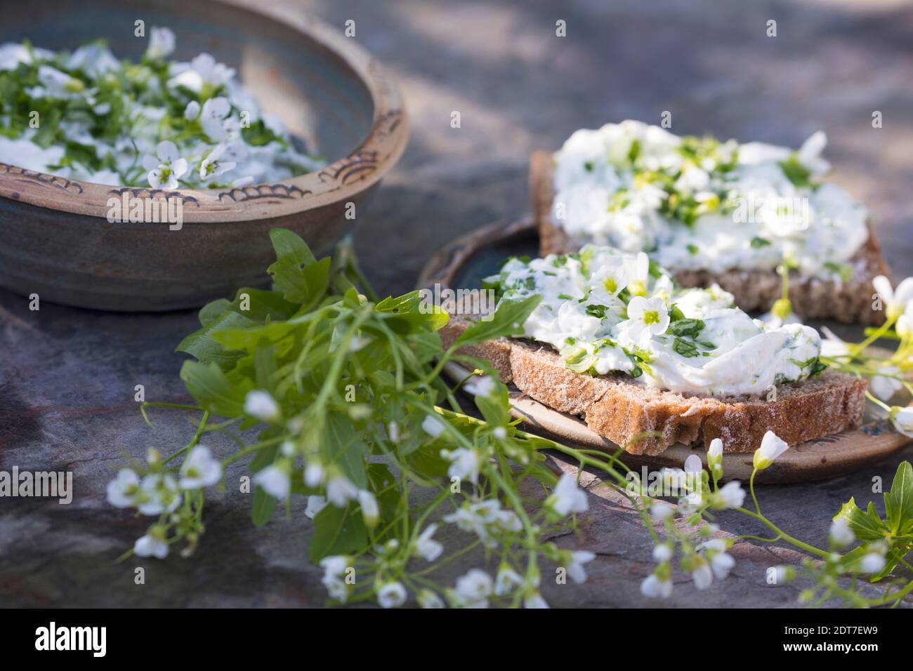 large bitter-cress, large Bittercress (Cardamine amara), bread slice with curd with bitter cress, Germany Stock Photo