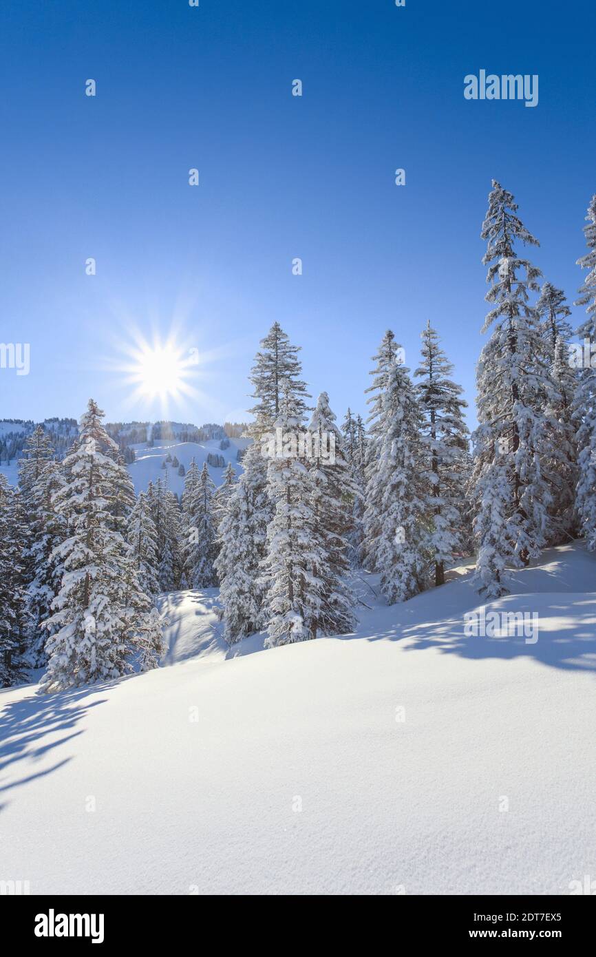 Norway spruce (Picea abies), winter in the Suisee Alps, Switzerland Stock Photo