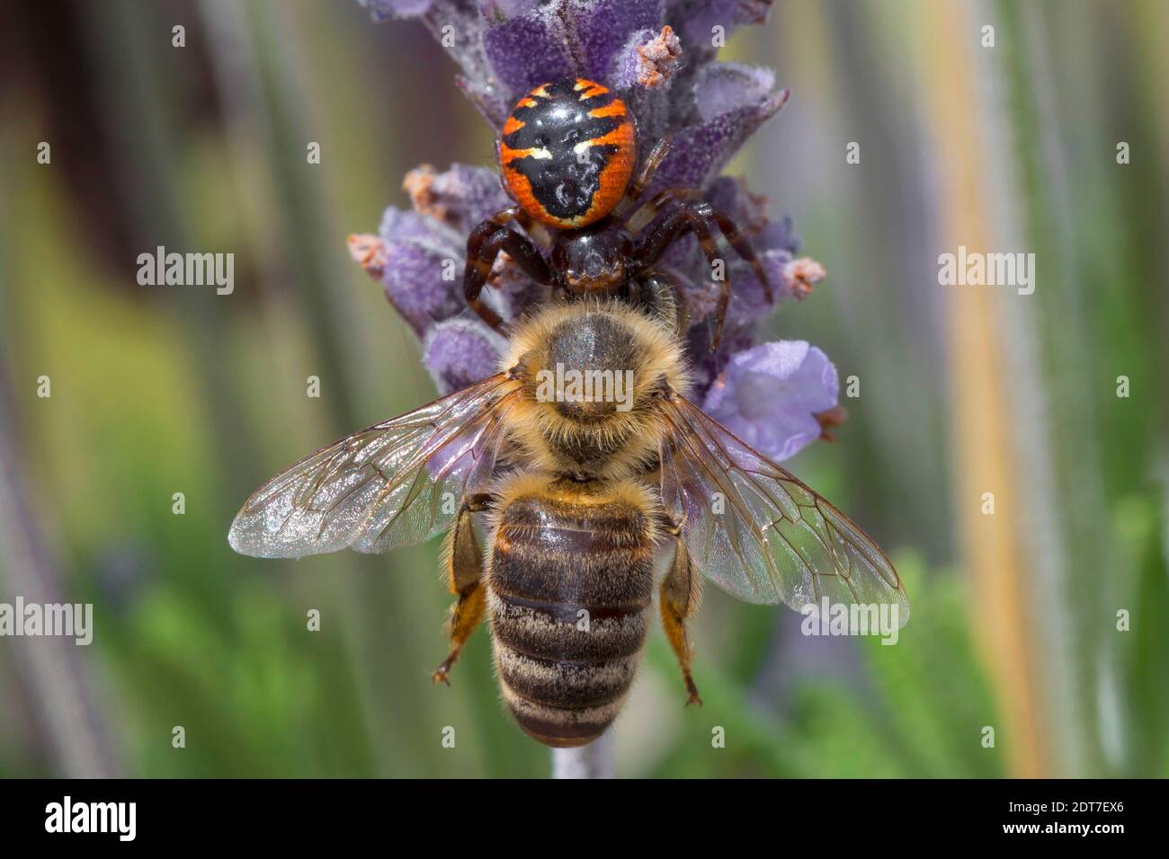 Crab Spider, Napoleon spider (Synema globosum, Synaema globosum), captured a bee on a lavender flower, Germany Stock Photo