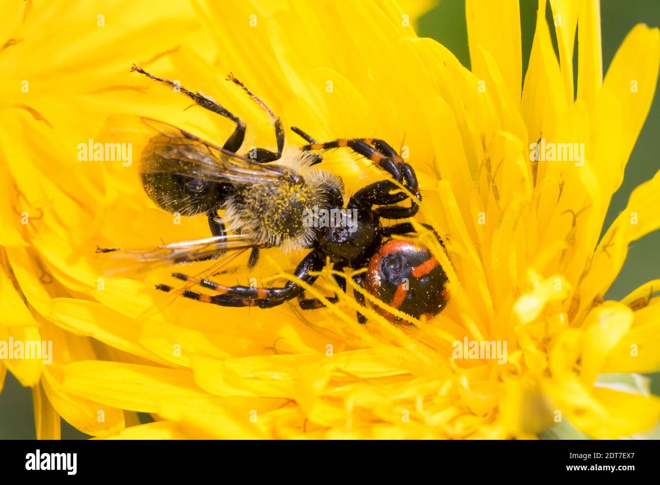 Crab Spider (Synema globosum, Synaema globosum), captured a bee on a yellow flower, Germany Stock Photo