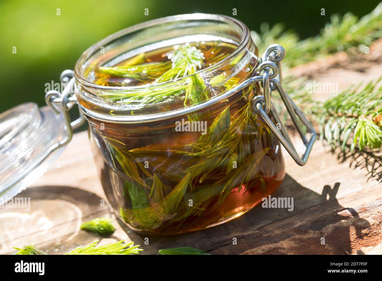 Norway spruce (Picea abies), making of cough linctus, freshly sprouted spruce shoots are pickled in honey, Germany Stock Photo
