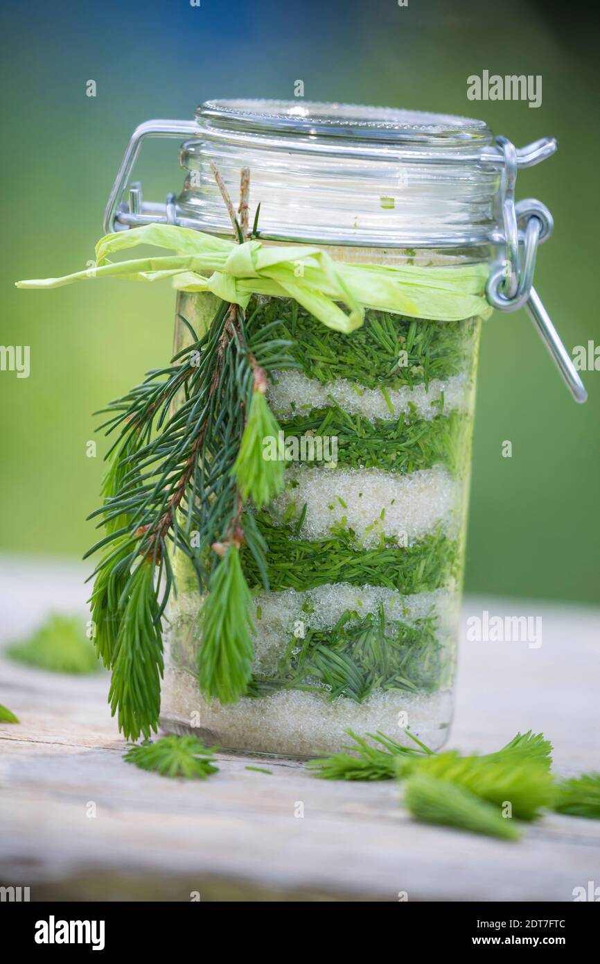 Norway spruce (Picea abies), making of syrup from young spruce needles, cough linctus, Germany Stock Photo