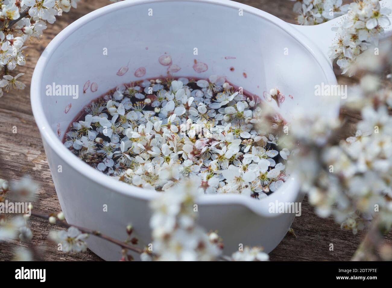 blackthorn, sloe (Prunus spinosa), self made sloe flower wine, red wine with sloe flowers, Germany Stock Photo
