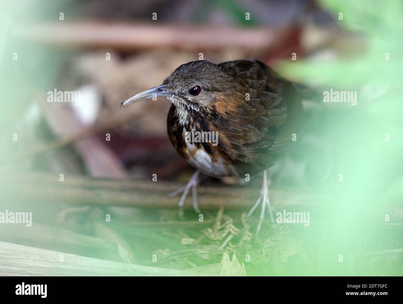 Danjou's babbler, Short-tailed scimitar babbler, Indochinese Wren Babbler (Jabouilleia danjoui), perching in the understory of the rainforest, Stock Photo