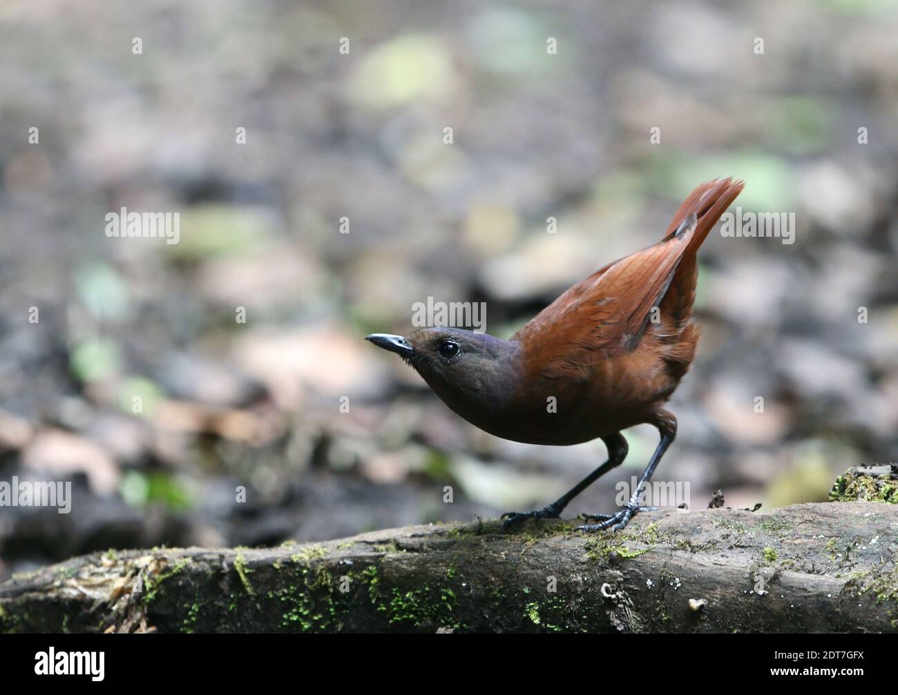 Chestnut-winged Whistling-Thrush, Sumatran Whistling Thrush, brown-winged whistling thrush (Myophonus castaneus), perching on dead wood, side view, Stock Photo