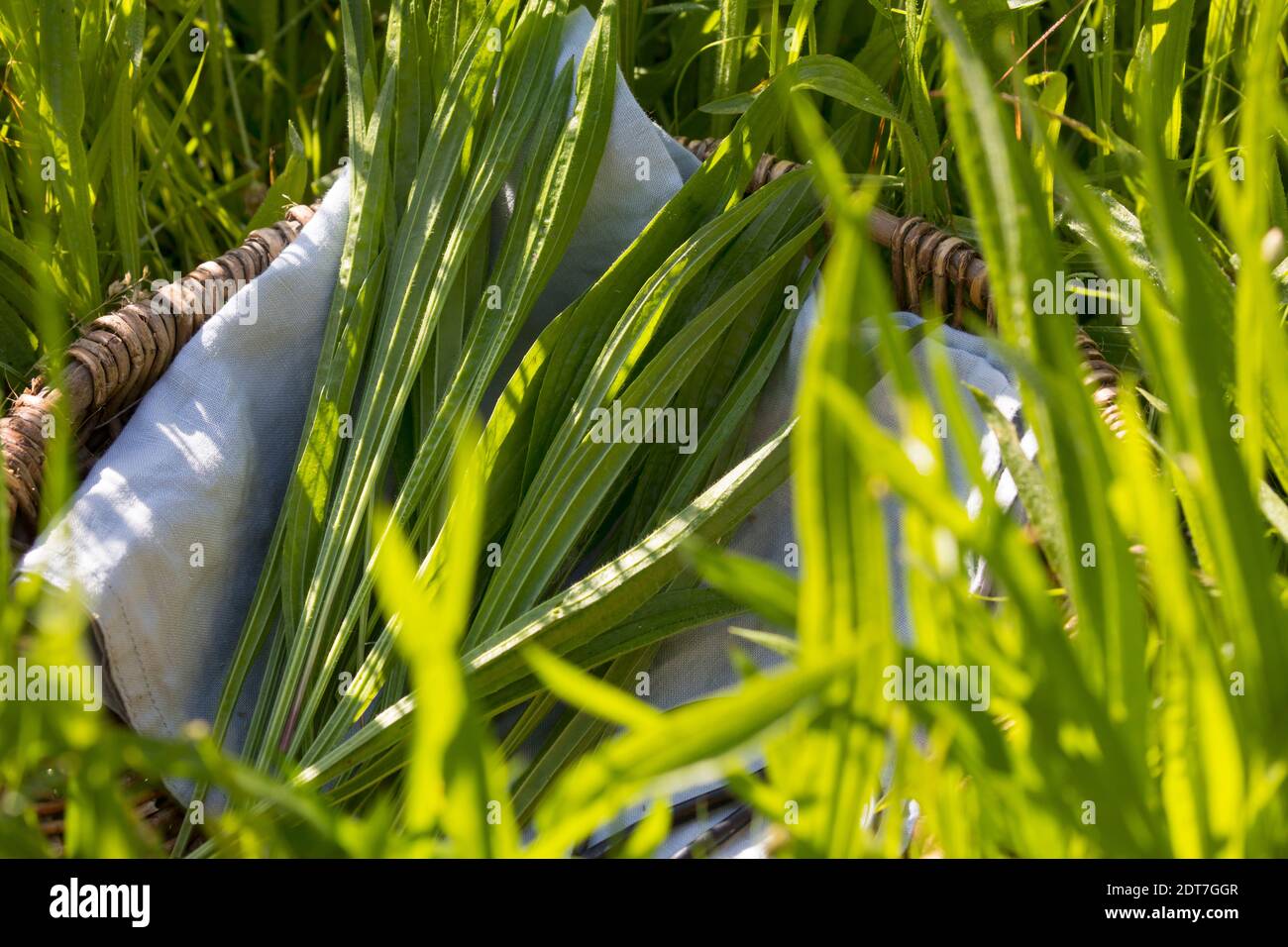 buckhorn plantain, English plantain, ribwort plantain, rib grass, ripple grass (Plantago lanceolata), harvesting buckhorn plantain, Germany Stock Photo