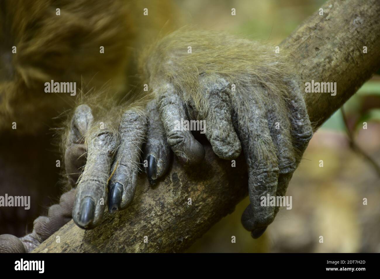 Monkey hand foot hires stock photography and images Alamy