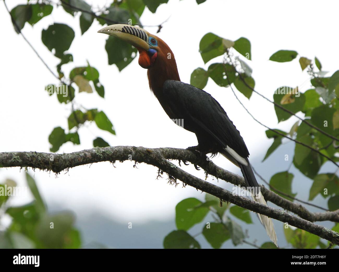 rufous-necked hornbill (Aceros nipalensis), perching on a branch in a tree, side view, India, Himalaya, Eaglenest Stock Photo
