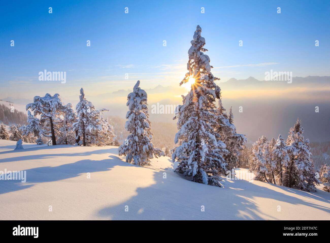 Norway spruce (Picea abies), view of Alps from mountain Niederhorn, Switzerland, Bernese Alps Stock Photo