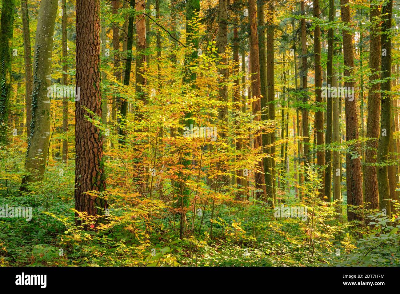 mixed forest in autumn, Switzerland, Zuercher Oberland, Pfannenstiel Stock Photo