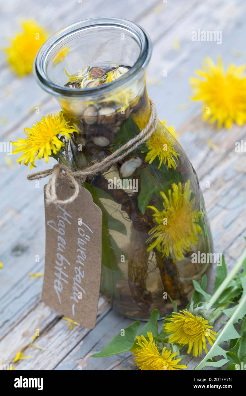 common dandelion (Taraxacum officinale), selfmade dandelion bitter from flowers and roots, Germany Stock Photo