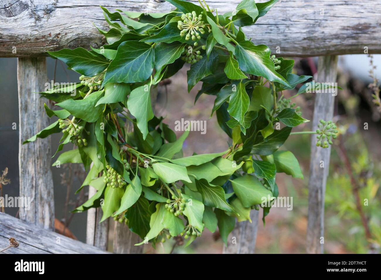English ivy, common ivy (Hedera helix), selfmade ivy wreath, Germany Stock Photo