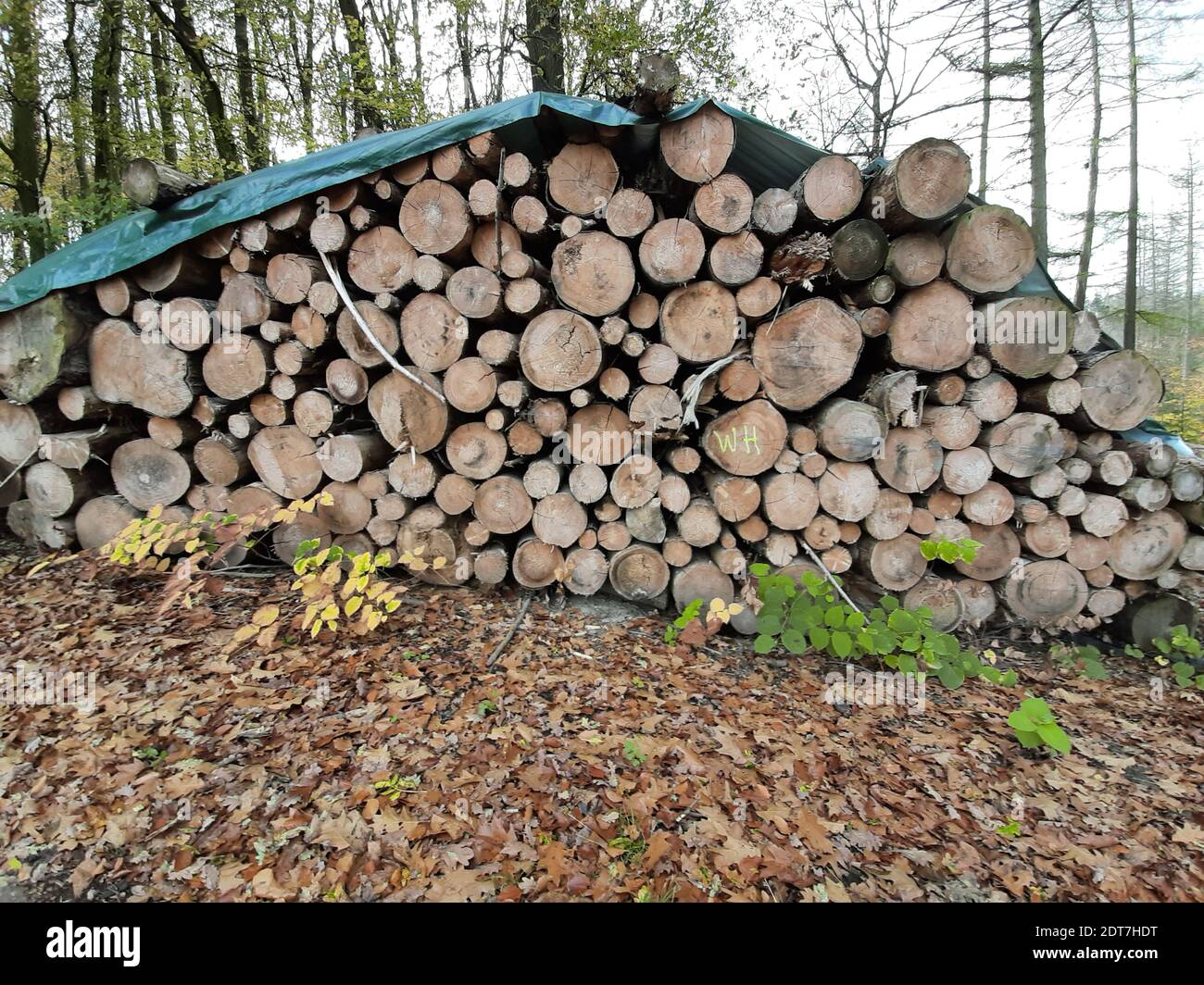 wood storage place in the forest covered with tarp, Germany Stock Photo Alamy