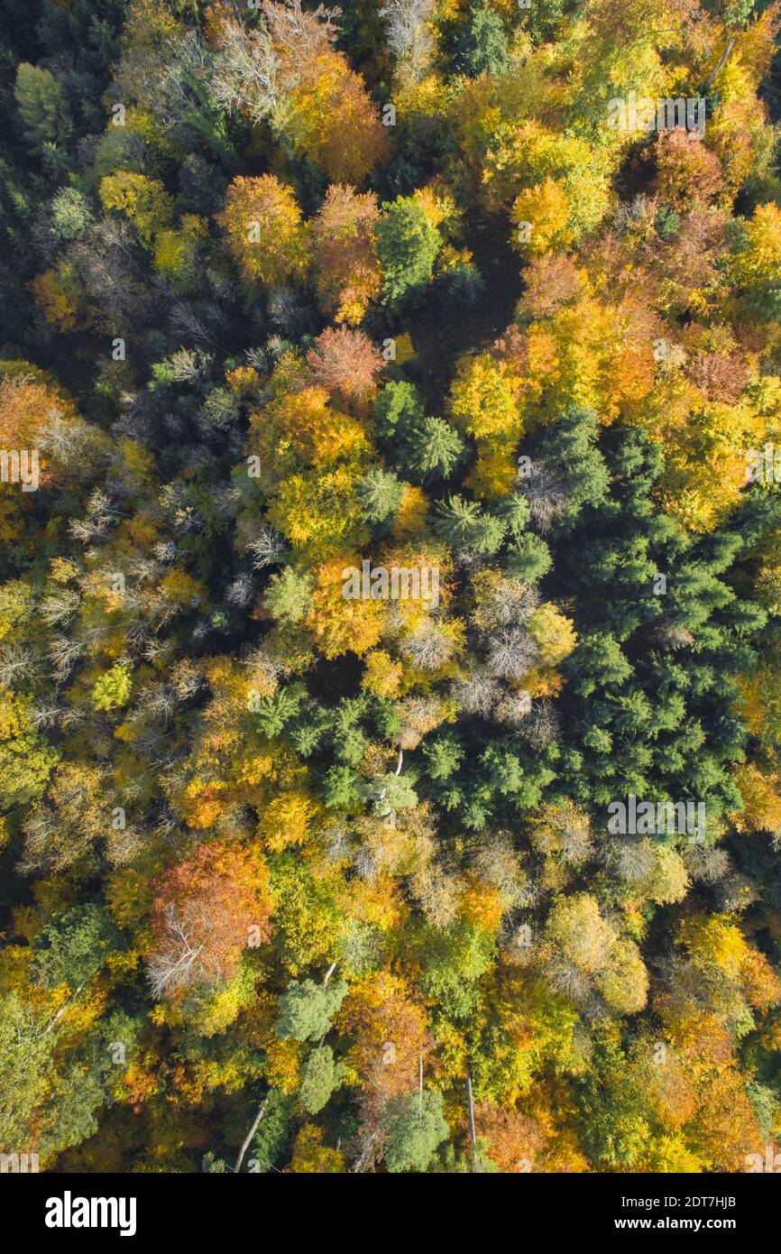 aerial view of mixed forest in autumn, Switzerland, Zuercher Oberland Stock Photo