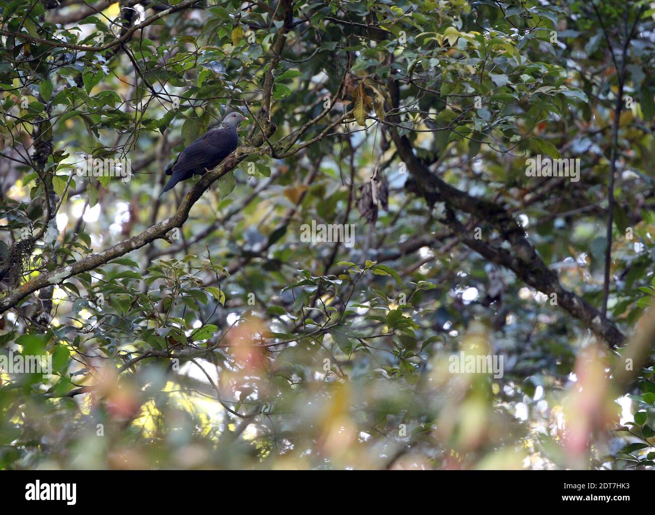 Nilgiri wood pigeon (Columba elphinstonii), perching in tall tree, side view, India, Western Ghats, Munnar Stock Photo