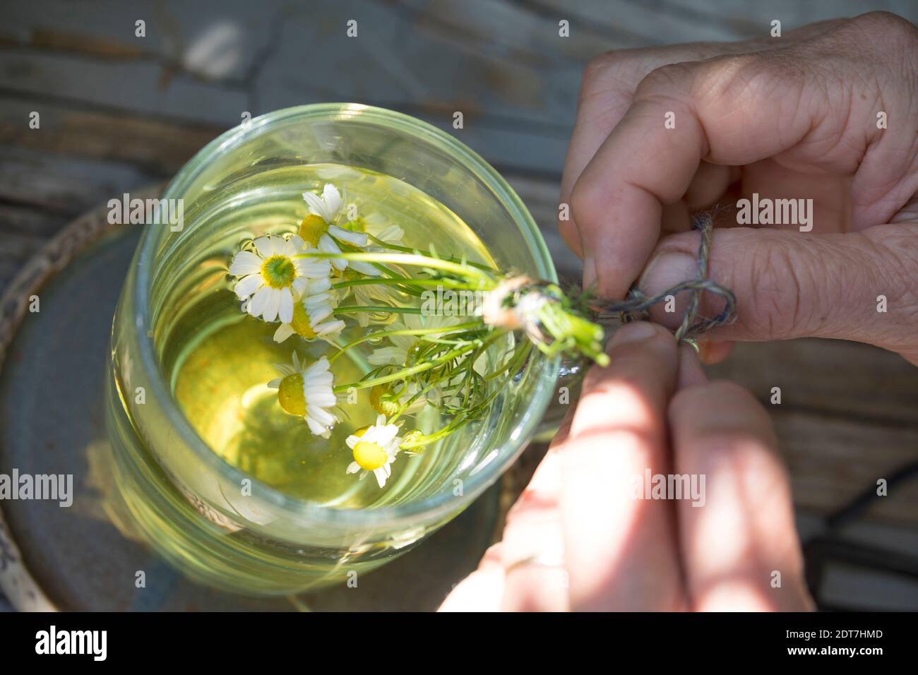 scented mayweed, german chamomile, german mayweed (Matricaria