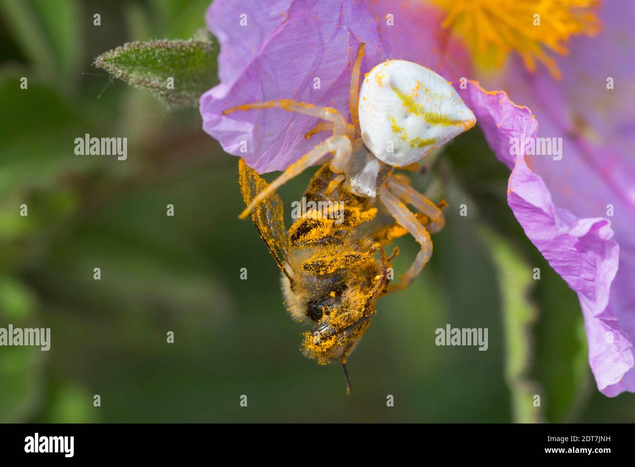 Crab Spider (Thomisus onustus), female with preyed bee at a rockrose
