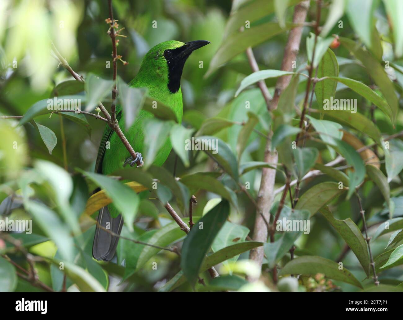 greater green leafbird (Chloropsis sonnerati), male perching in a tree in a tropical lowland forest, hidden between foliage, Malaysia, Gunung Arong Stock Photo