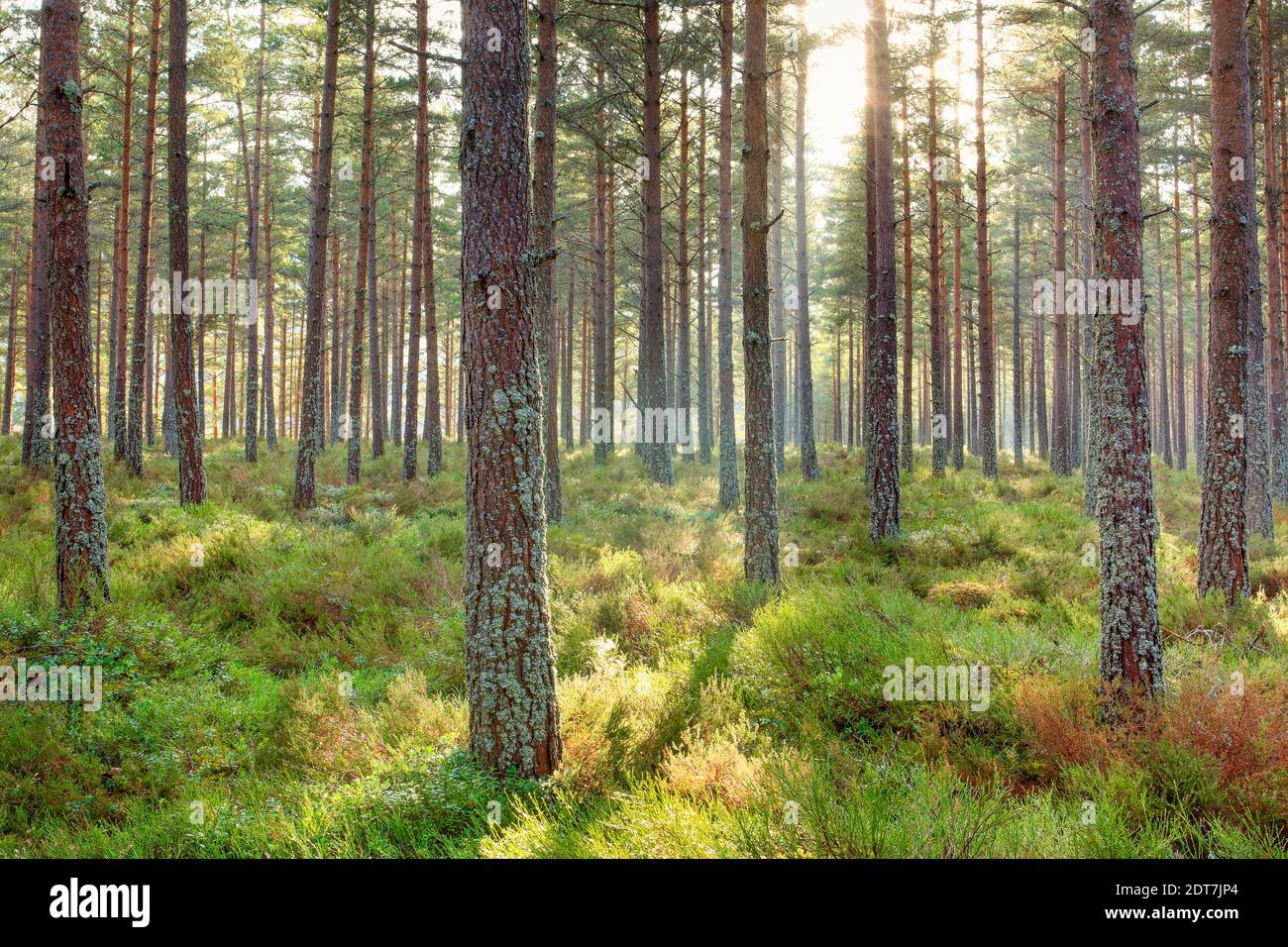Scotch pine, Scots pine (Pinus sylvestris), pine forest, United Kingdom, Scotland, Cairngorms National Park Stock Photo