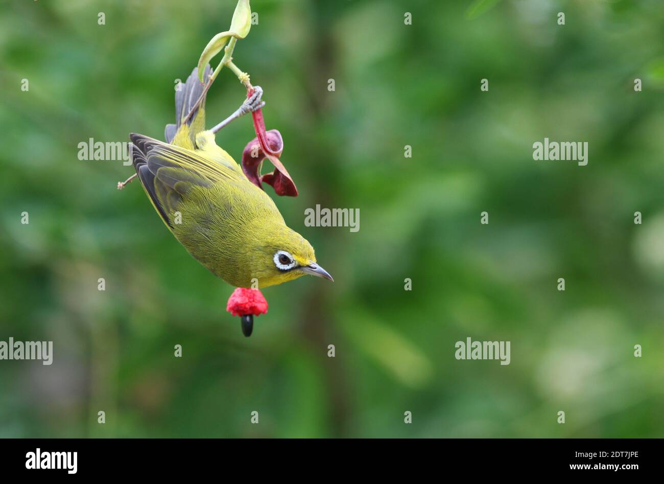 lemon-bellied white-eye (Zosterops chloris), perching headlong at a blossom, Indonesia, Lesser Sundas, Flores Stock Photo