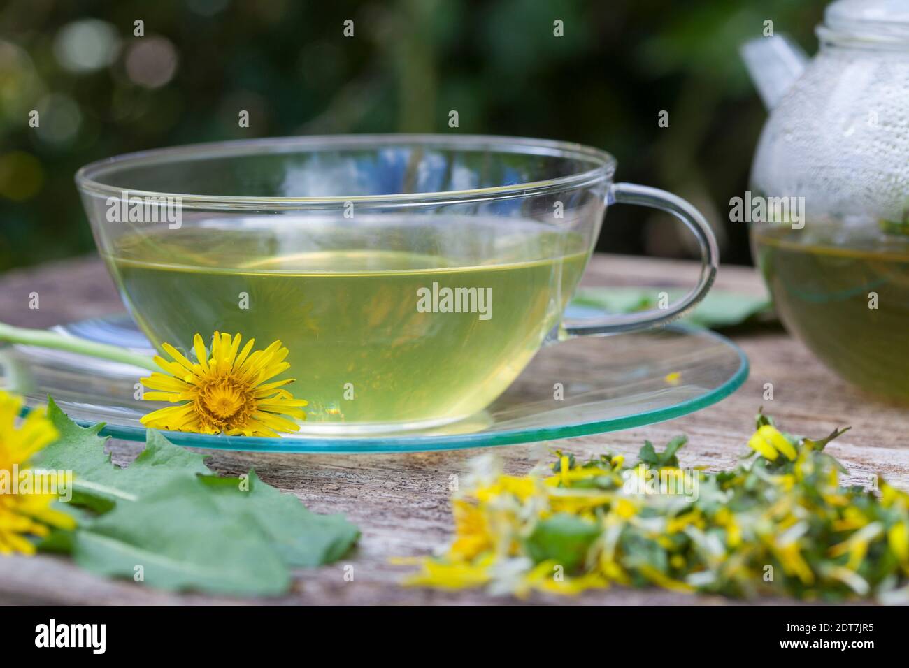 common dandelion (Taraxacum officinale), selfmade dandelion tea