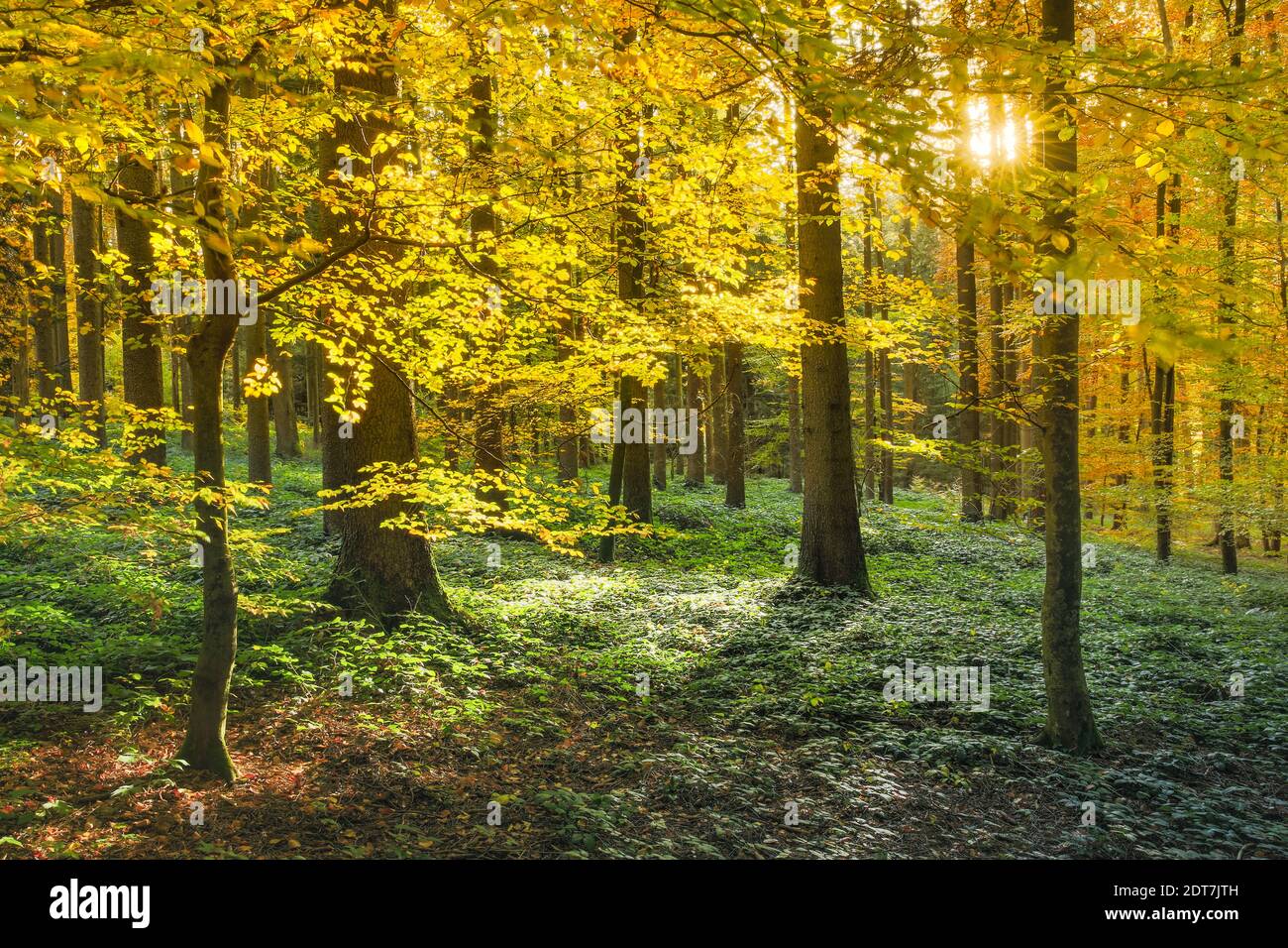 mixed forest in autumn, Switzerland, Zuercher Oberland, Pfannenstiel Stock Photo