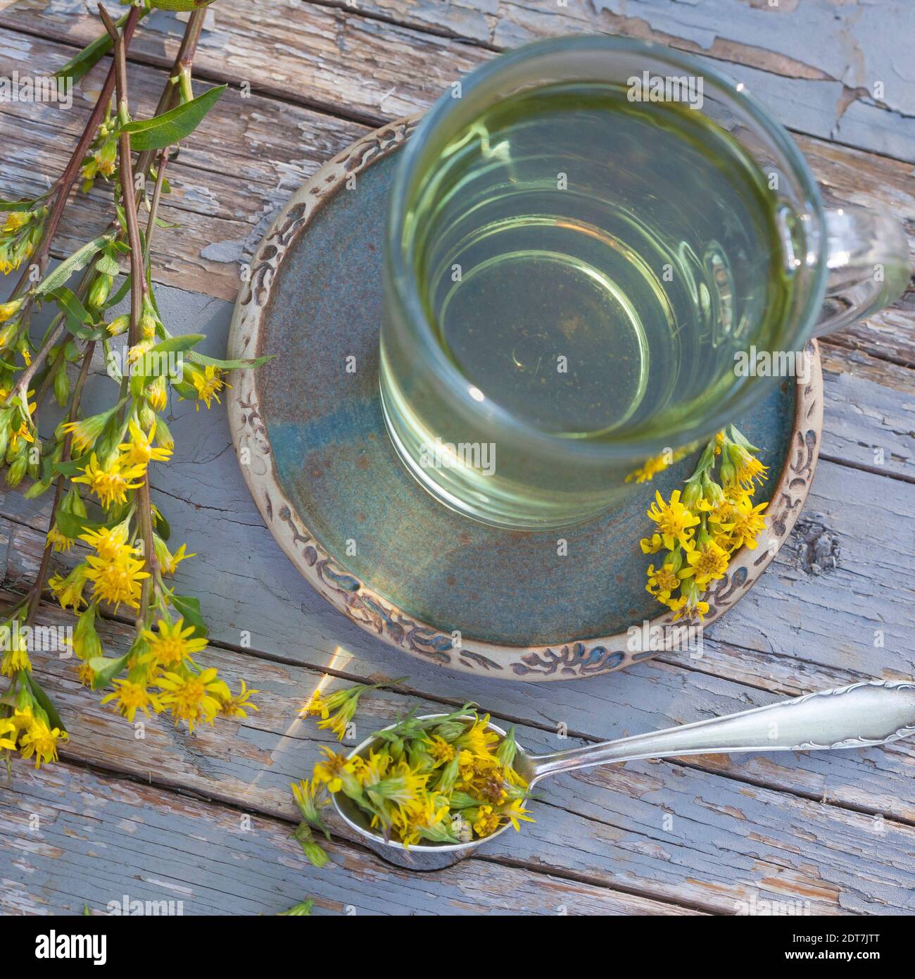goldenrod, golden rod (Solidago virgaurea), tea made from flowers, Germany Stock Photo