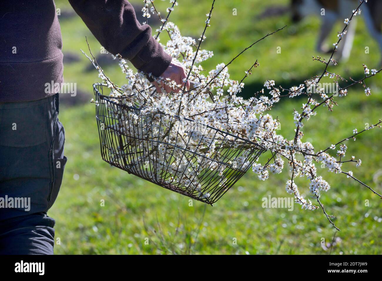 blackthorn, sloe (Prunus spinosa), harvested sloe flowers in a basket, Germany Stock Photo