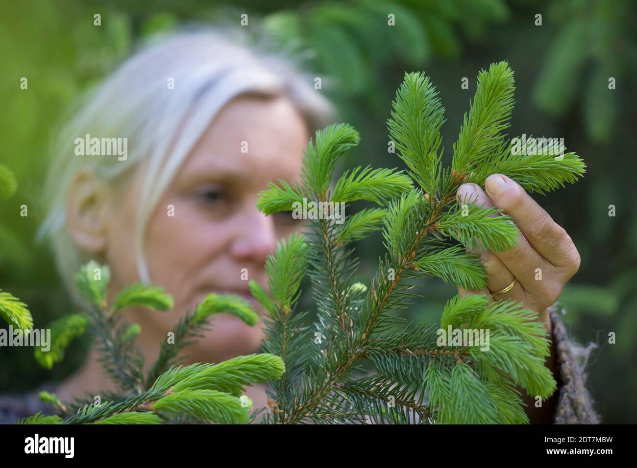 Norway spruce (Picea abies), fresh young sprouts of spruce are collected, Germany Stock Photo