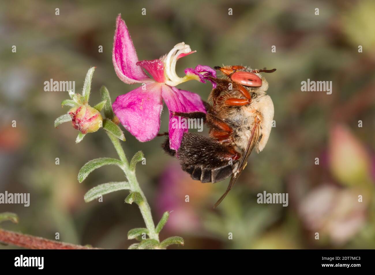 Red-legged Oil-Digger Bee female, Centris rhodopus, Apidae. Body Length 14 mm. Nectaring at Range Ratany, Krameria erecta, Krameriaceae. Stock Photo