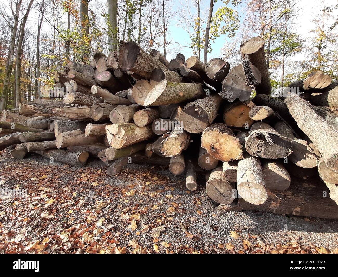 Log/hardwood storage in the forest, Germany Stock Photo Alamy