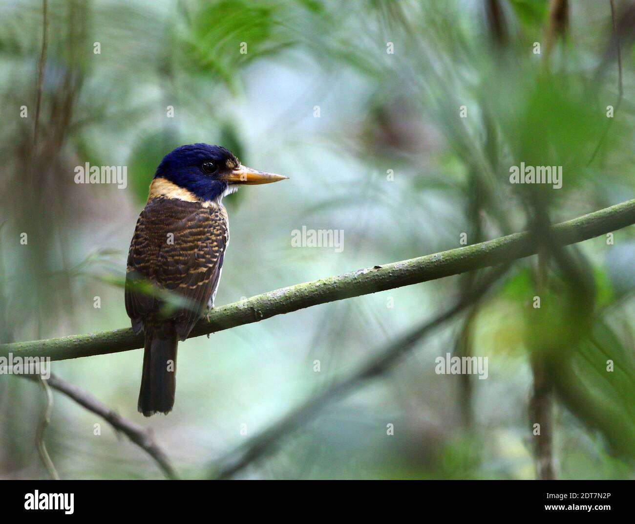 Bar-headed wood kingfisher, Scaly-breasted Kingfisher, Regent Kingfisher (Actenoides princeps), perching on a branch, Indonesia, Sulawesi, Gunung Stock Photo