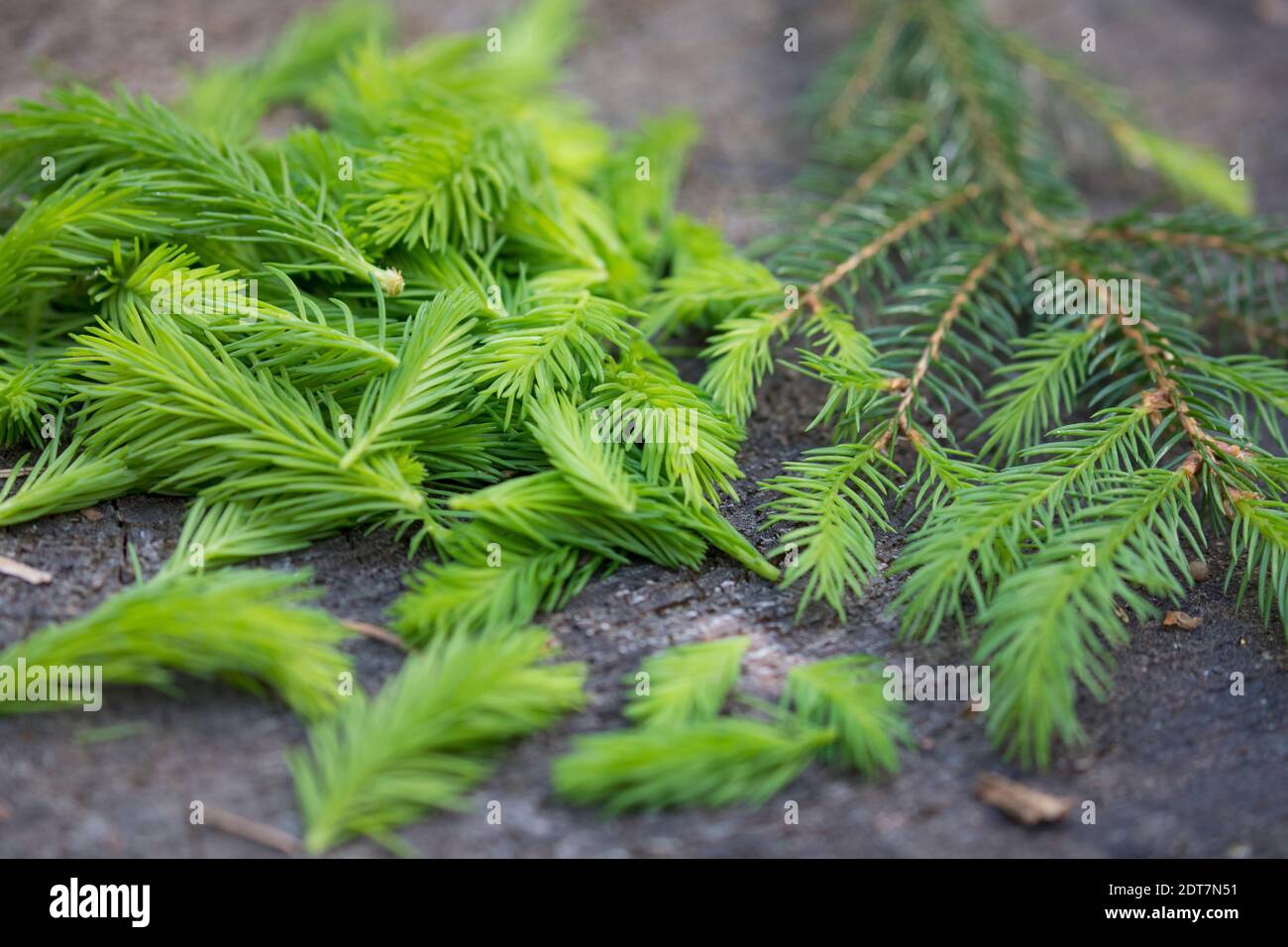 Norway spruce (Picea abies), fresh young sprouts of spruce are collected, Germany Stock Photo