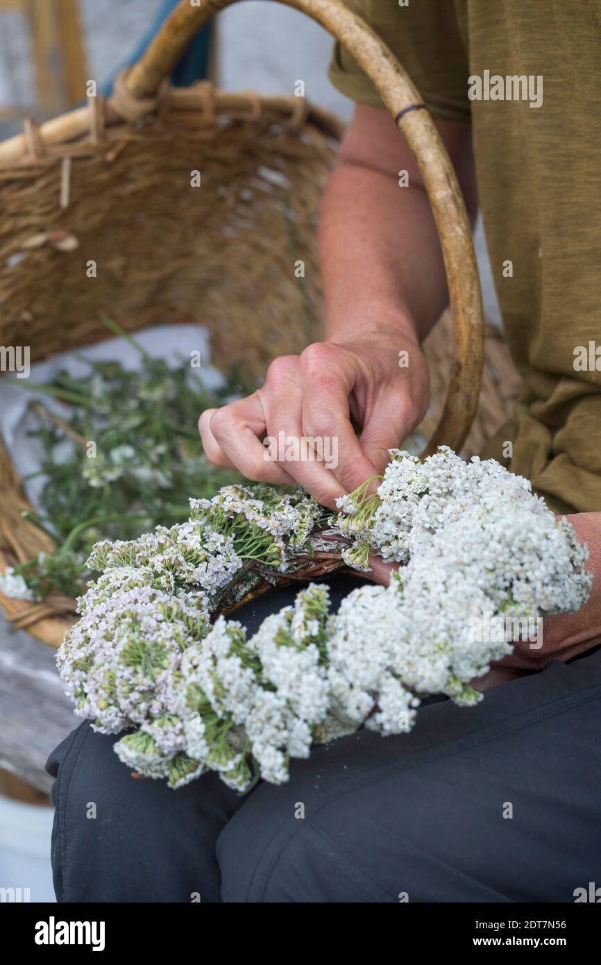 common yarrow, milfoil (Achillea millefolium), self-tied yarrow wreath , Germany Stock Photo