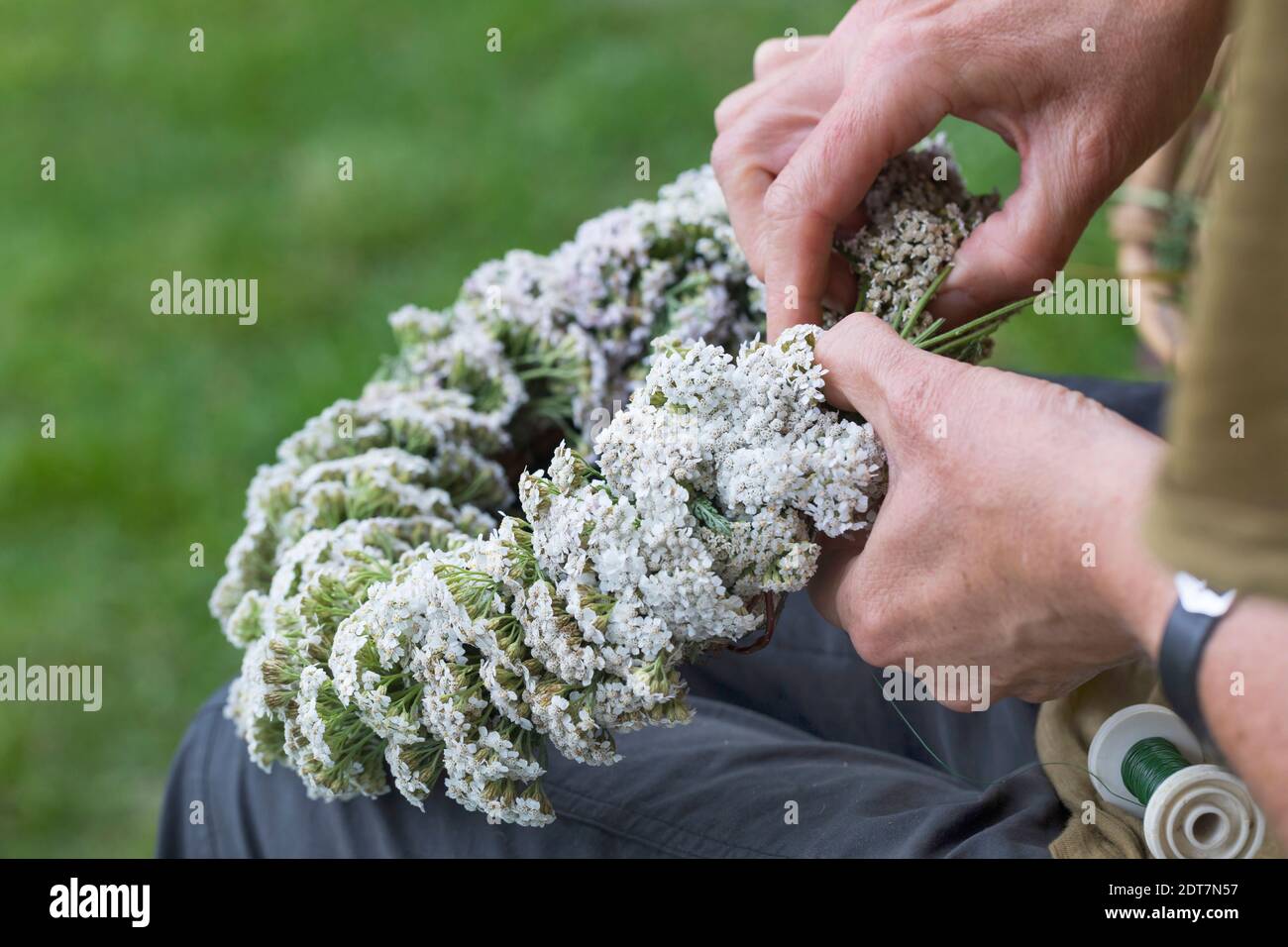 common yarrow, milfoil (Achillea millefolium), self-tied yarrow wreath , Germany Stock Photo