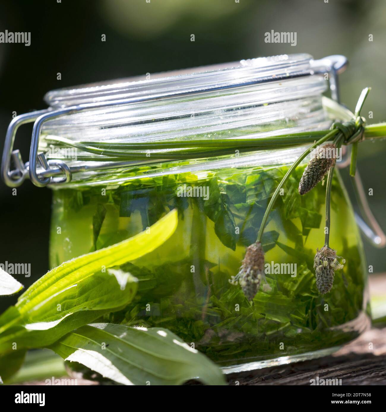 buckhorn plantain, English plantain, ribwort plantain, rib grass, ripple grass (Plantago lanceolata), plantain tincture in a glass, Germany Stock Photo