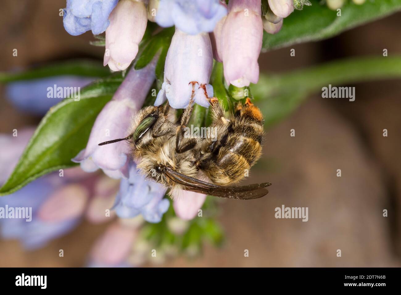 Orange-tipped Wood-digger Bee female, Anthophora terminalis, Apidae. Body Length 11 mm. Nectaring at Bluebells, Mertensia franciscana, Boraginaceae. Stock Photo
