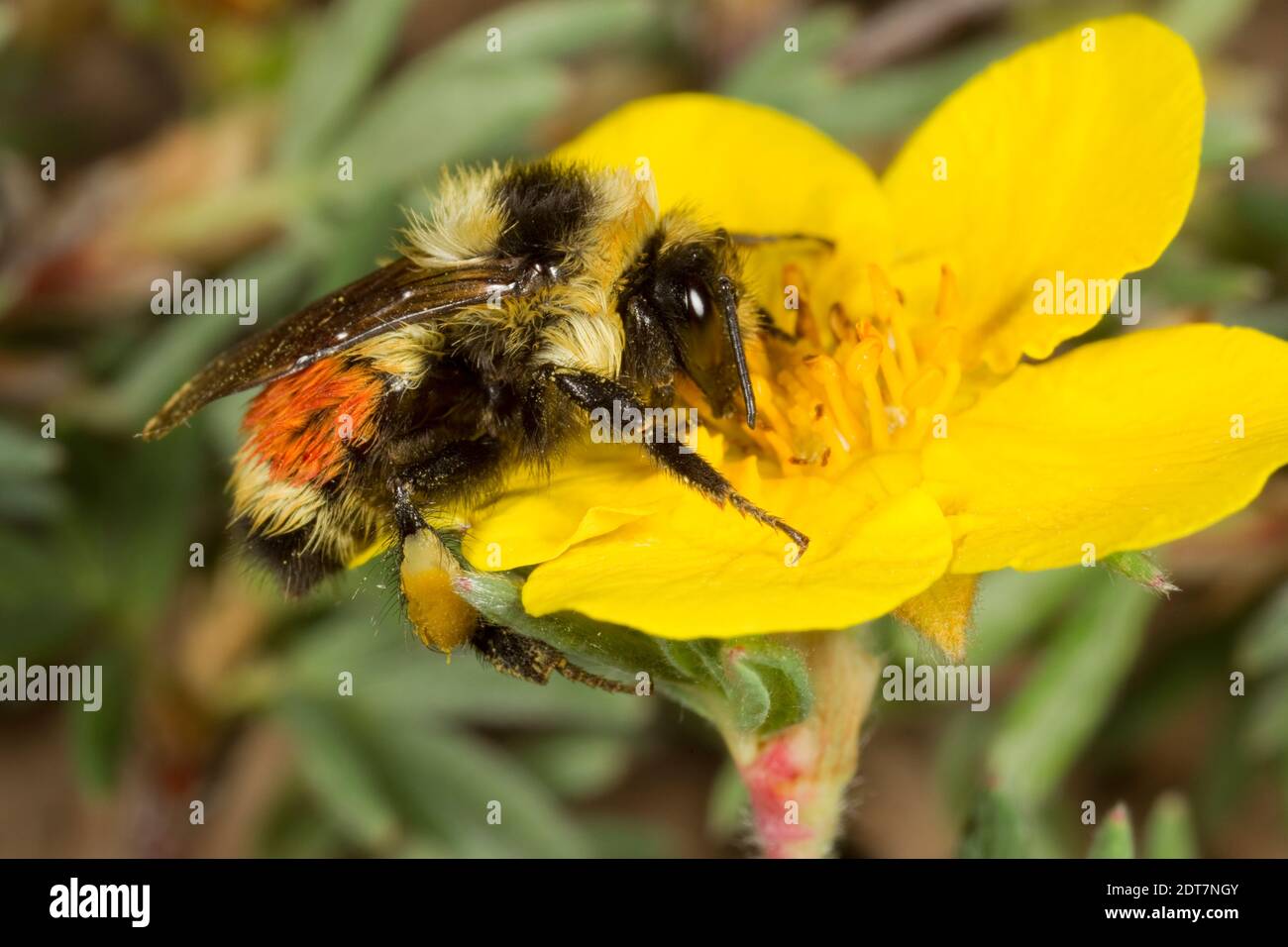 Hunt's Bumble Bee female, Bombus huntii, Apidae. Body Length 11 mm.  Nectaring at Shrubby Cinquefoil, Potentilla fruticosa, Rosaceae Stock Photo  - Alamy
