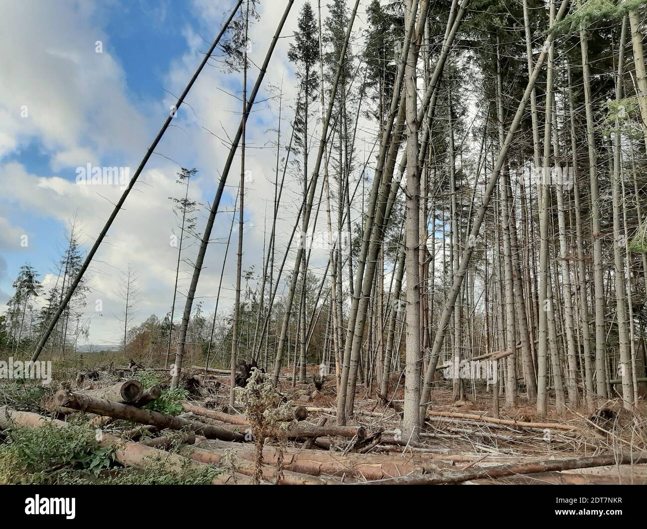 Norway spruce (Picea abies), spruce forest damaged by storm and bark ...