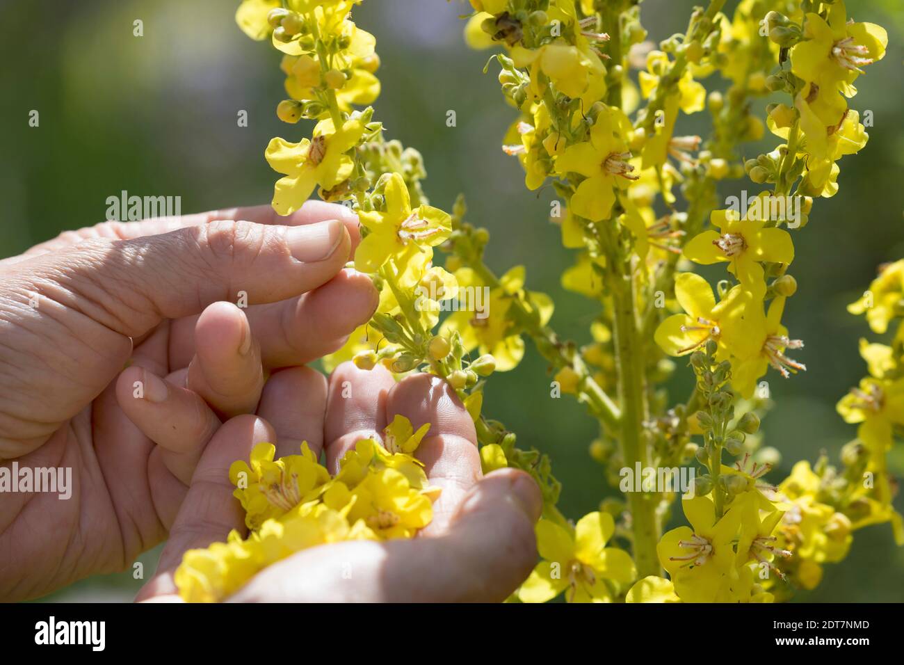 mullein (Verbascum spec.), flower harvest of mullein, Germany Stock Photo