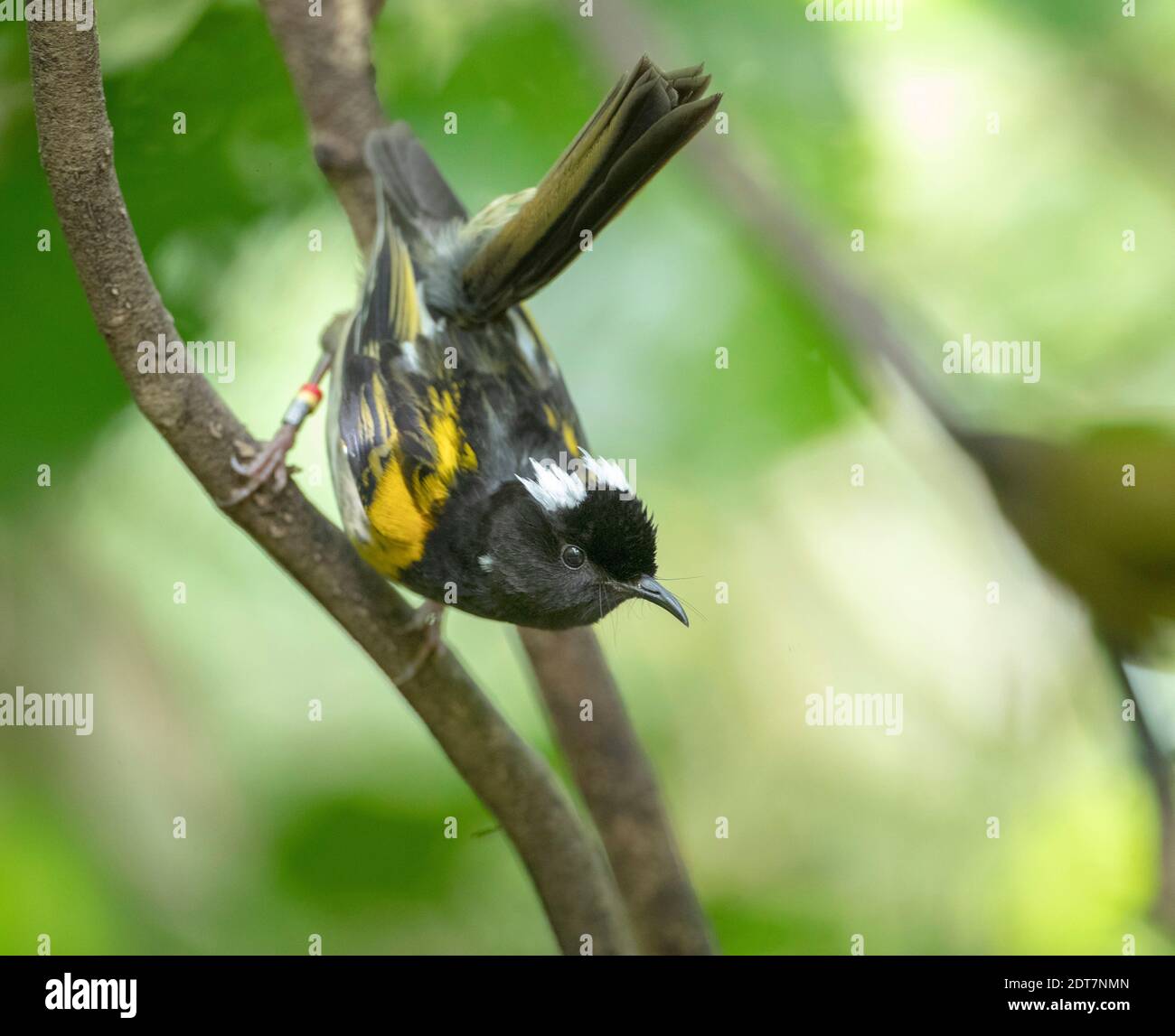 stitch-bird, stitchbird, hihi  (Notiomystis cincta), male perching headlong at a branch, side view, New Zealand, Northern Island, Tiritiri Matangi Stock Photo