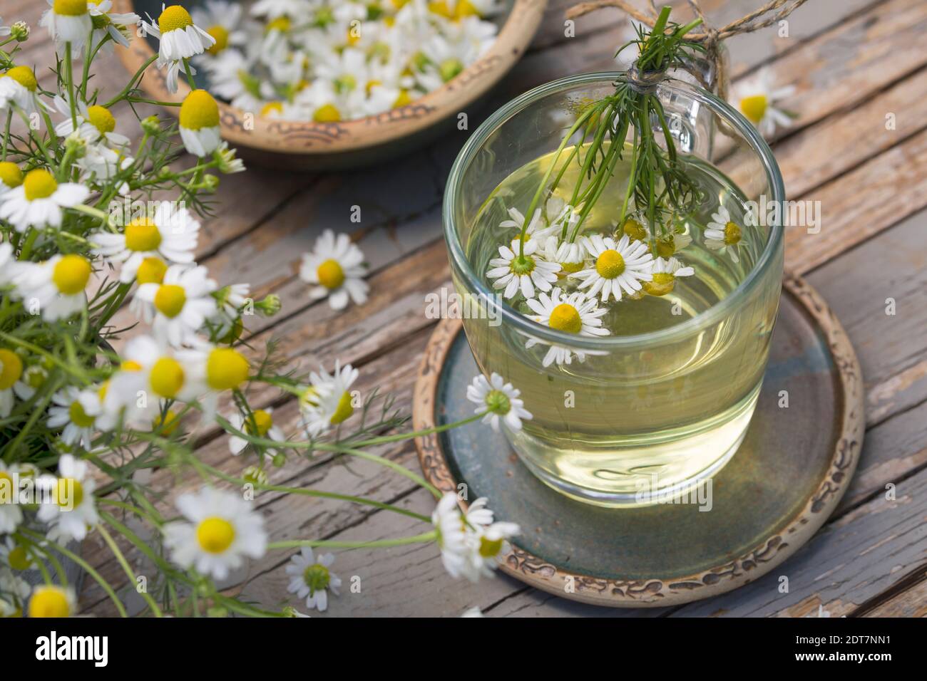 scented mayweed, german chamomile, german mayweed (Matricaria