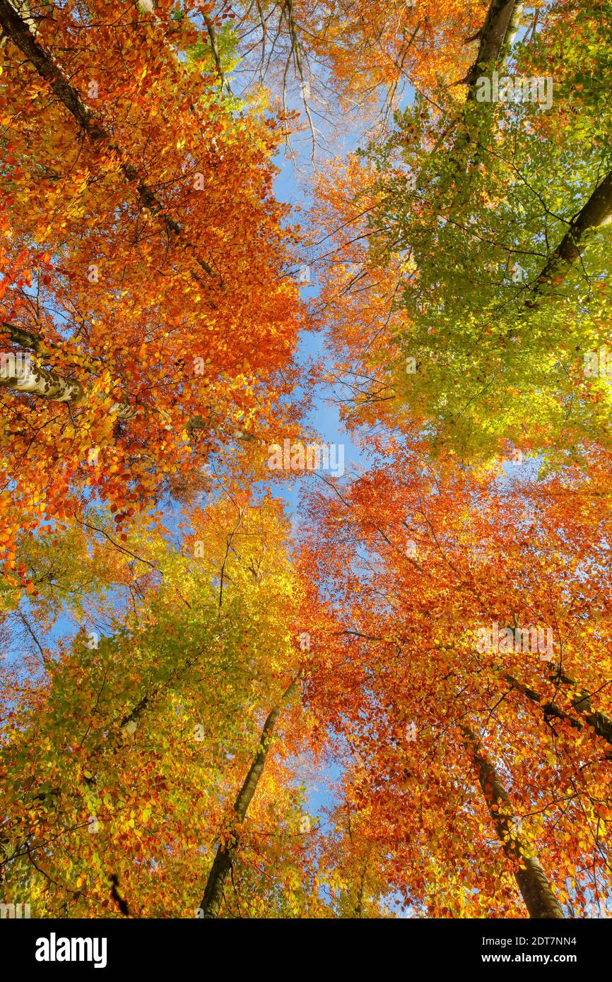 common beech (Fagus sylvatica), beech forest in autumn, look up, Switzerland, Zuercher Oberland Stock Photo