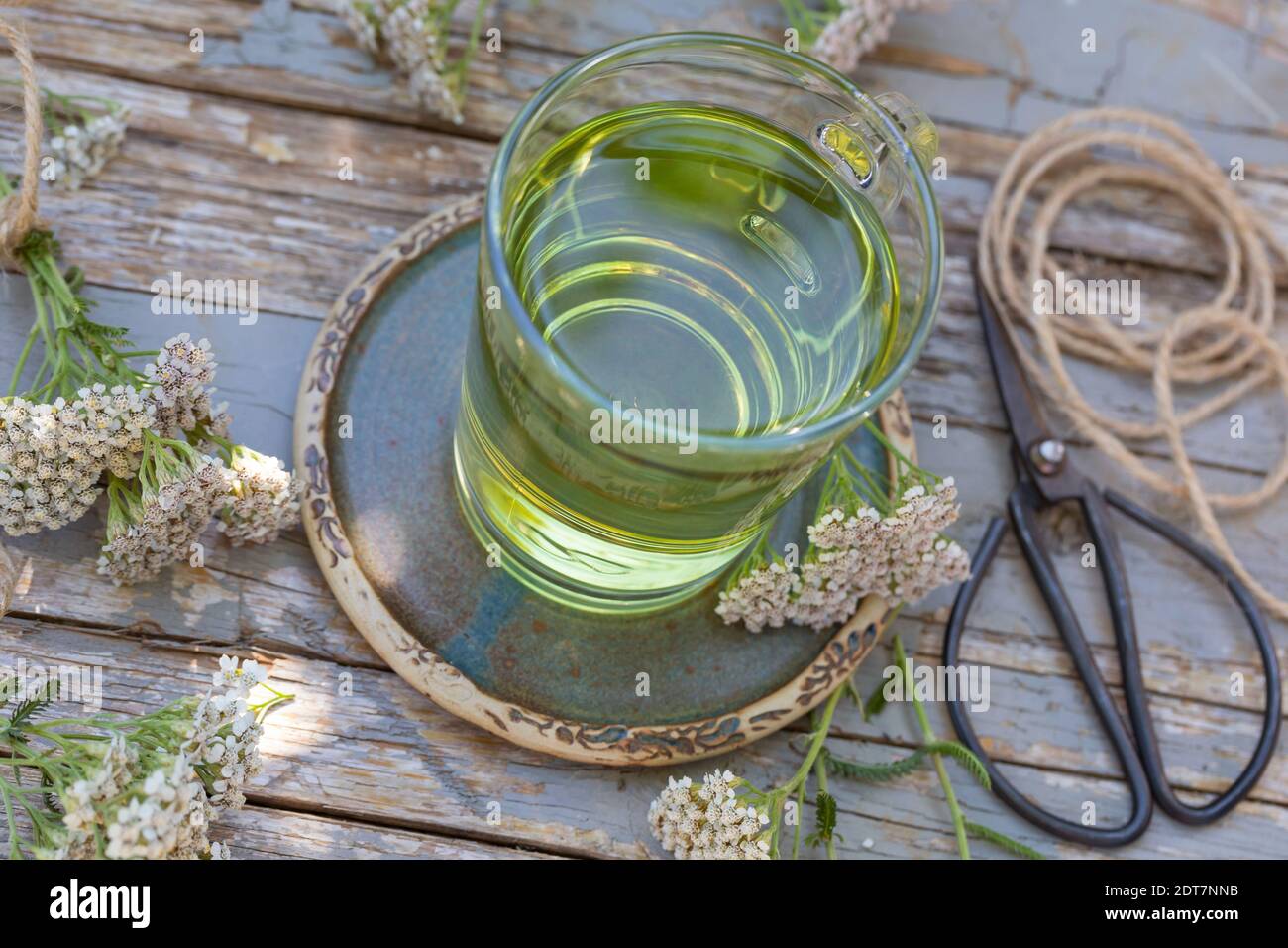 common yarrow, milfoil (Achillea millefolium), selbmade yarrow tea, Germany Stock Photo