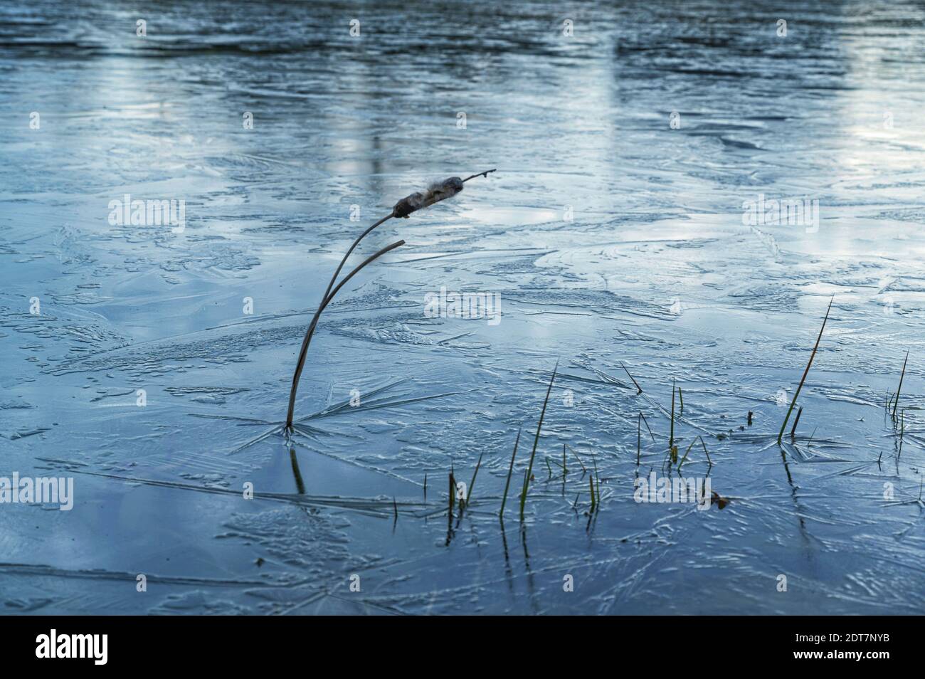 A Lone Reed On A Frozen Pond Stock Photo