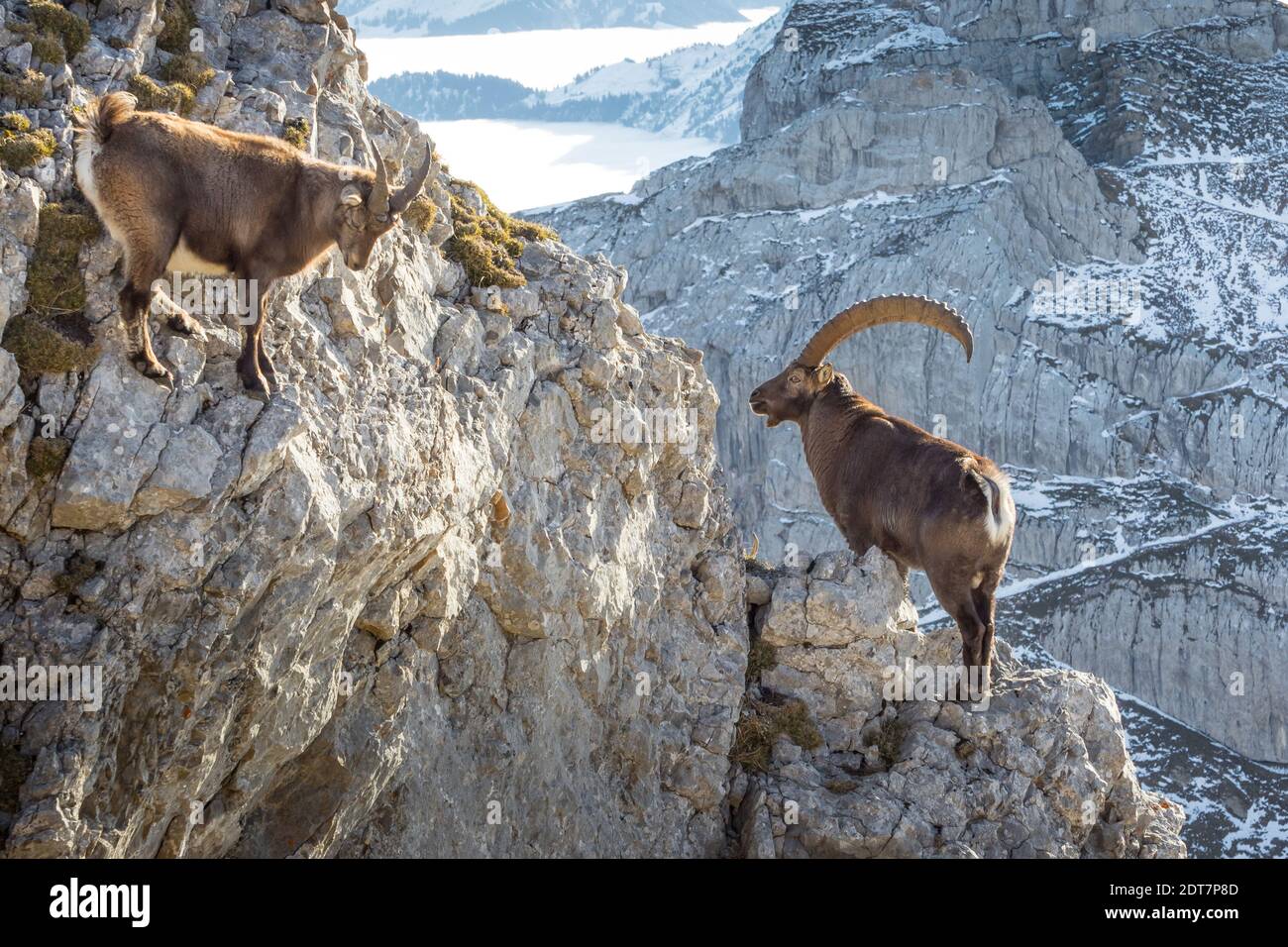 Rock formation two animals hi-res stock photography and images - Alamy