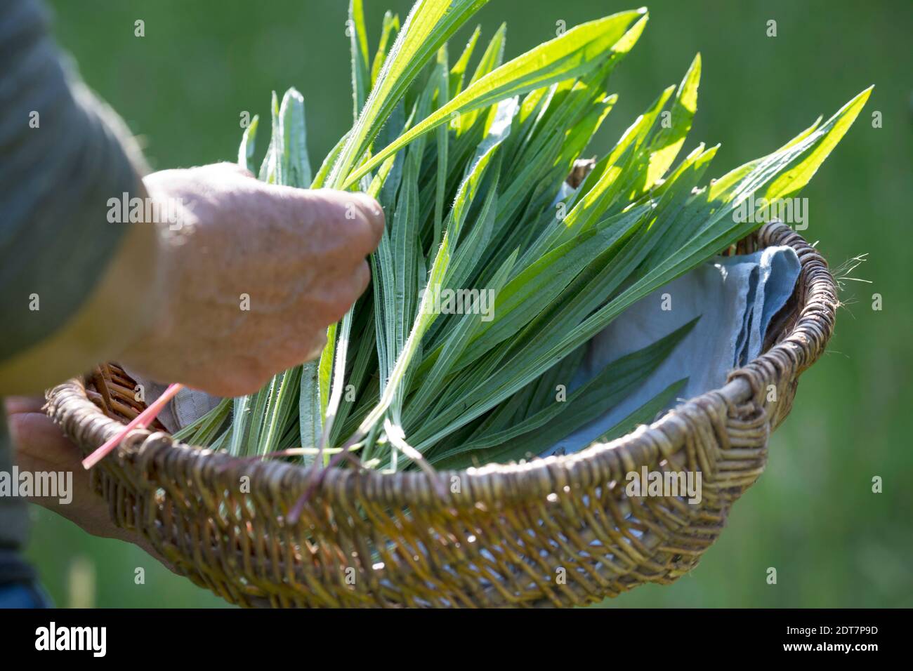 buckhorn plantain, English plantain, ribwort plantain, rib grass, ripple grass (Plantago lanceolata), harvesting buckhorn plantain, Germany Stock Photo