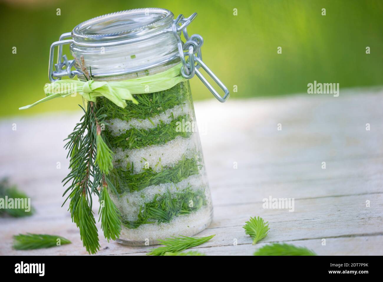 Norway spruce (Picea abies), making of syrup from young spruce needles, cough linctus, Germany Stock Photo