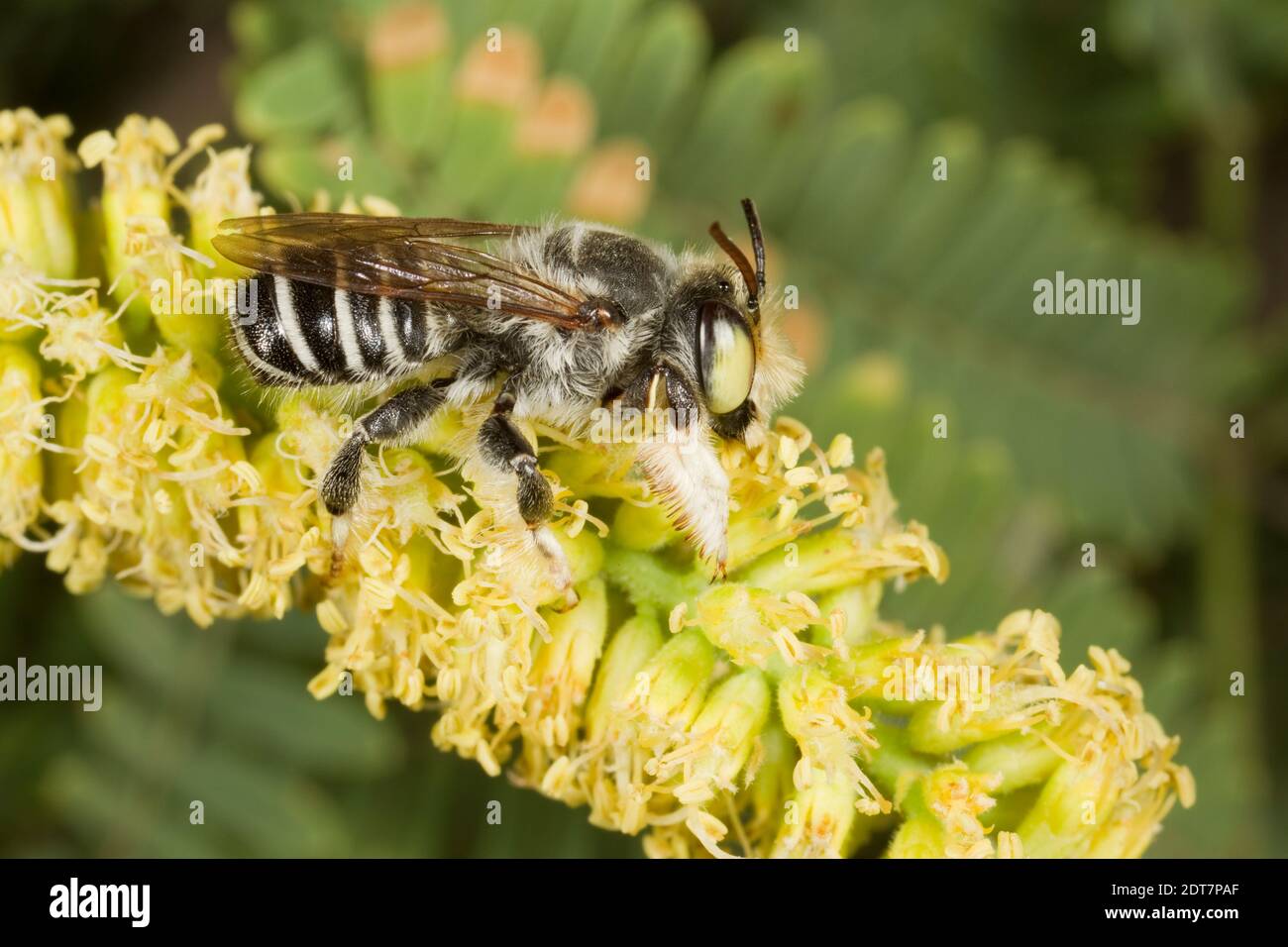 Leafcutter Bee male, Megachile sidalceae, Megachilidae. Body Length 11 mm. Nectaring at Velvet Mesquite, Prosopis velutina, Fabaceae. Stock Photo